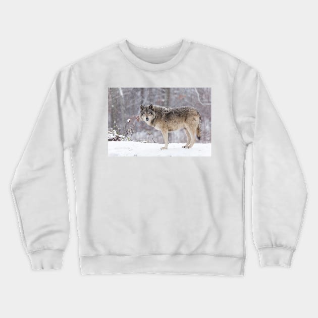 A lone Timber Wolf in the snow Crewneck Sweatshirt by josefpittner